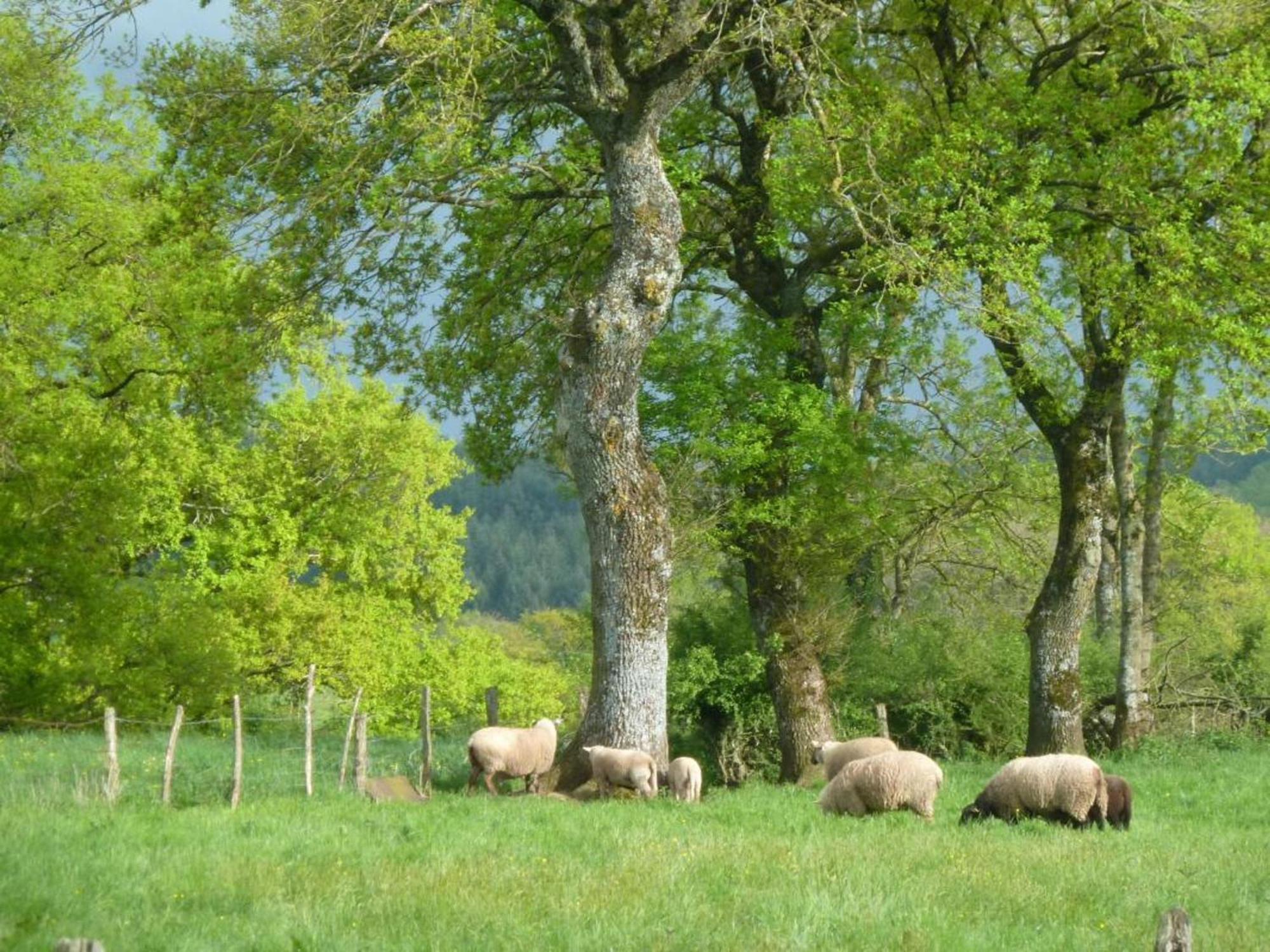 Maison De Campagne Ideale Pour Familles, Cavaliers, Animaux Acceptes, Avec Jardin Clos Et Tout Equipe. - Fr-1-489-172 Villa Barrais-Bussolles Exterior foto